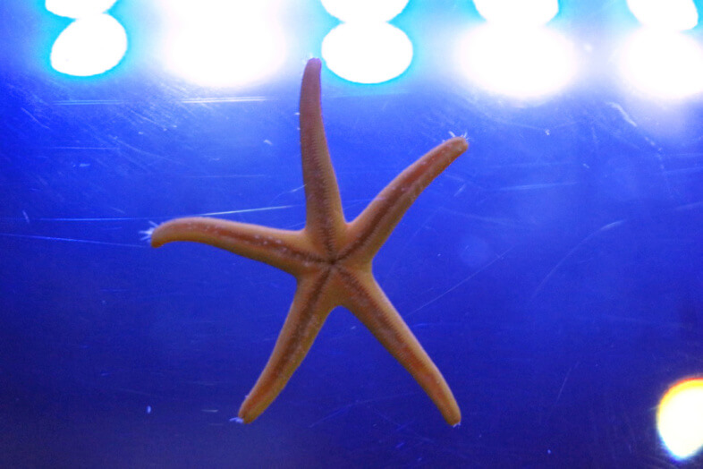 starfish - Sea Life Birmingham