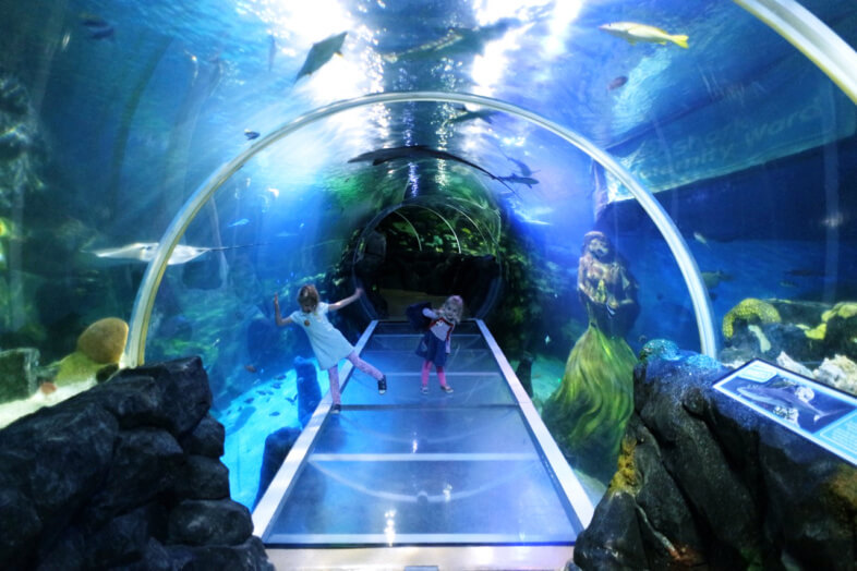 Ocean tunnel - Sea Life Birmingham