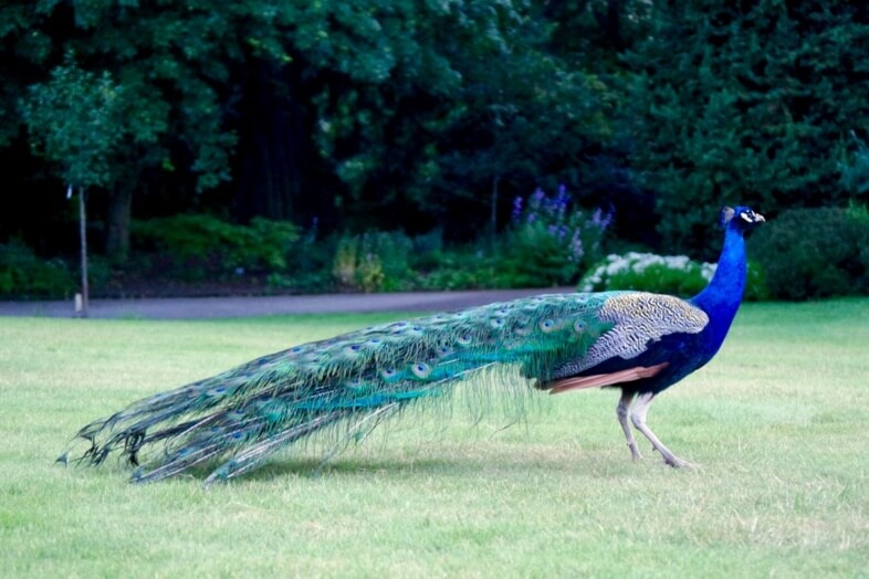 Peacock at Sense & Sensibility at Birmingham Botanical Gardens