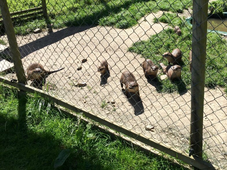 otters