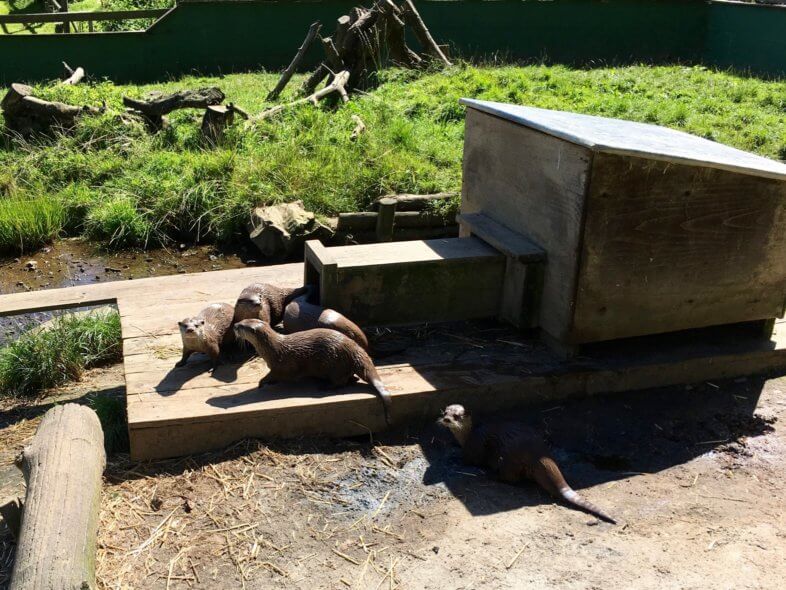 otters