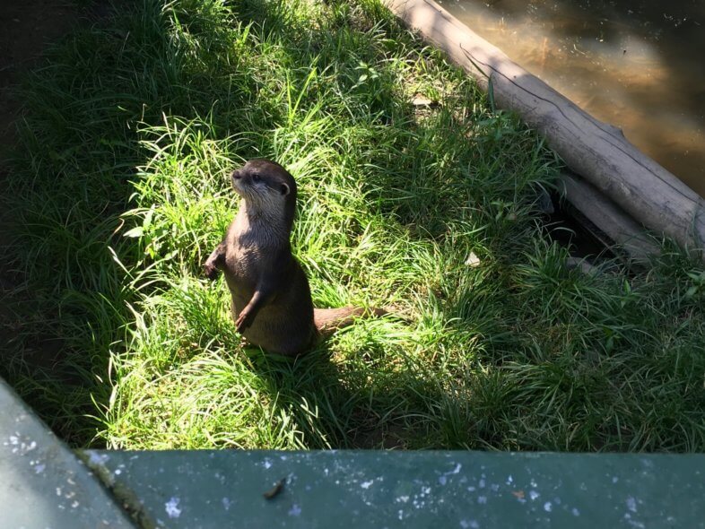 otter