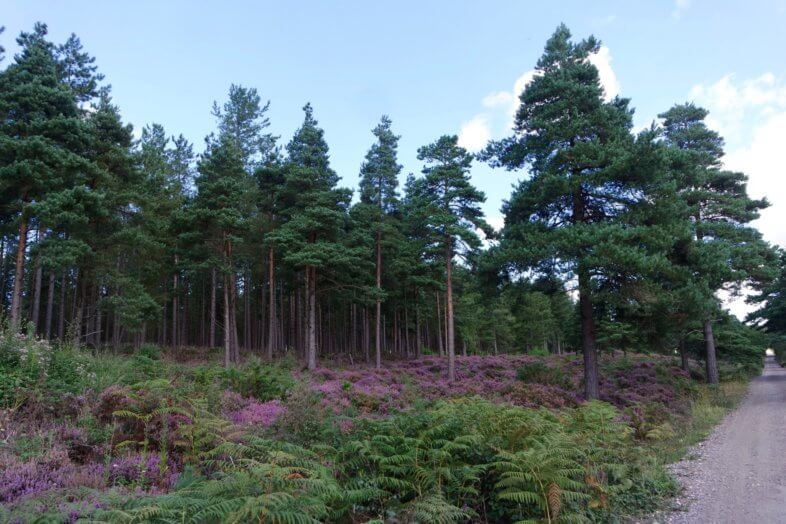 forest