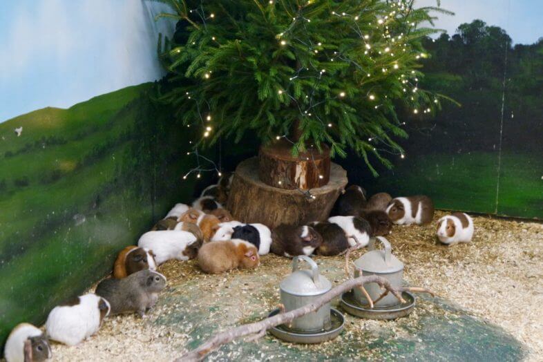 Enchanted Christmas Kingdom at Hatton Adventure World