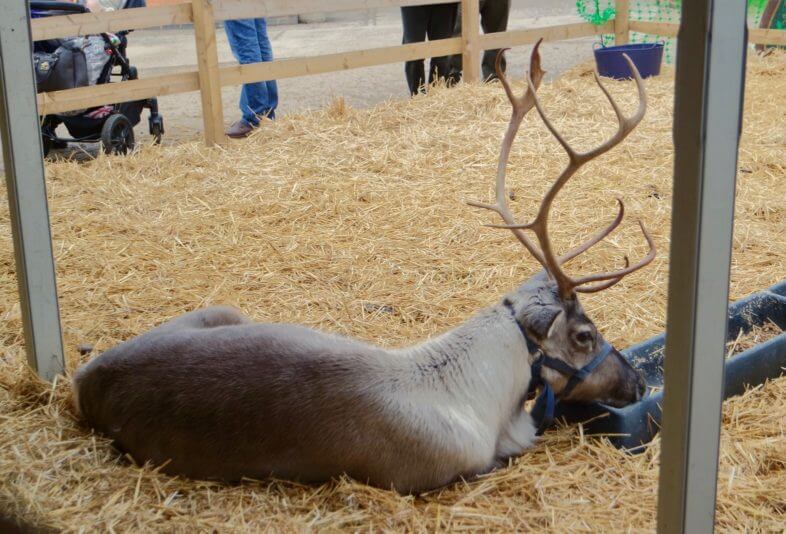 Enchanted Christmas Kingdom at Hatton Adventure World