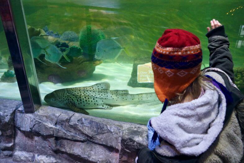 Seeing Santa at the Sea Life Centre