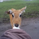 West Midland Safari Park