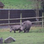 West Midland Safari Park
