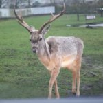 West Midland Safari Park