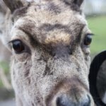 West Midland Safari Park