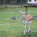 West Midland Safari Park