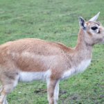 West Midland Safari Park