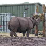 West Midland Safari Park