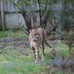 West Midland Safari Park