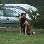 West Midland Safari Park