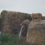 West Midland Safari Park
