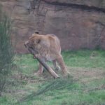 West Midland Safari Park