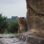 West Midland Safari Park