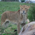 West Midland Safari Park