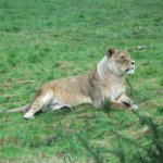 West Midland Safari Park