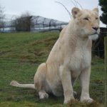 West Midland Safari Park