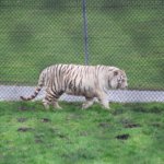 West Midland Safari Park