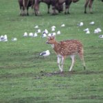 West Midland Safari Park