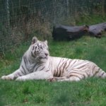 West Midland Safari Park