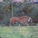 West Midland Safari Park