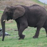 West Midland Safari Park