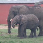 West Midland Safari Park