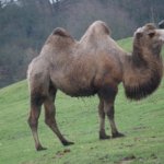 West Midland Safari Park