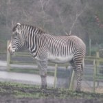 West Midland Safari Park