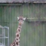 West Midland Safari Park