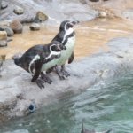 West Midland Safari Park