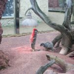 A day at West Midland Safari Park, Little Explorers Half Term Event