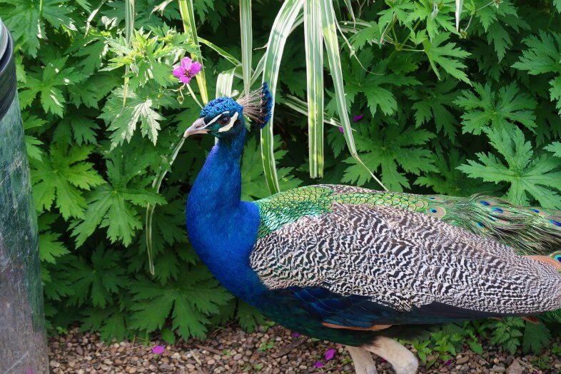 Birmingham Botanical Gardens