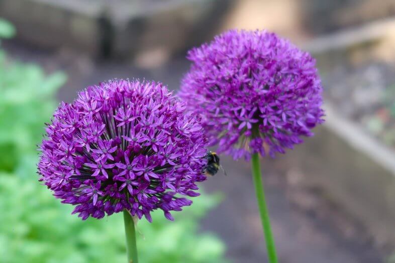 Birmingham Botanical Gardens