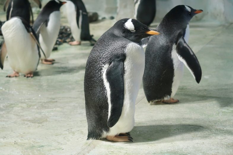 Sea Life Centre - Penguins