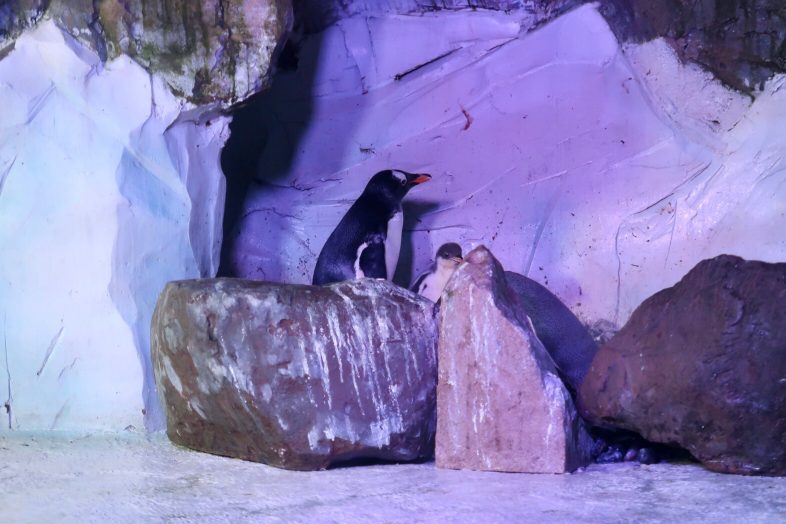 Baby Penguin at Sea Life Centre