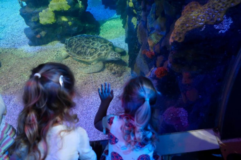 Sea Life Centre