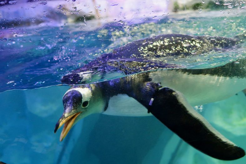 Gentoo Penguin at Sea Life Birmingham