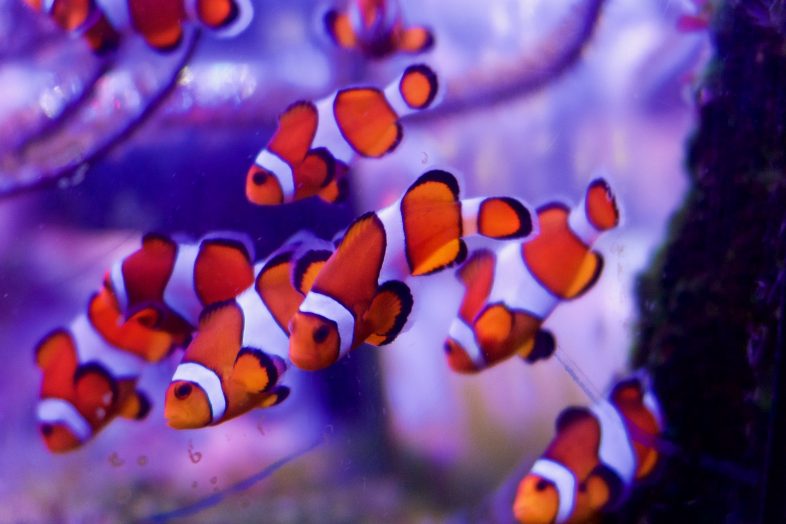Clownfish at Sea Life Birmingham