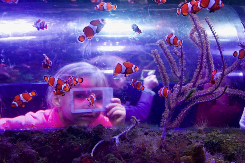 Clownfish at Sea Life Birmingham