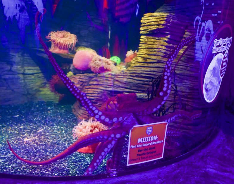 Octopus at Sea Life Birmingham