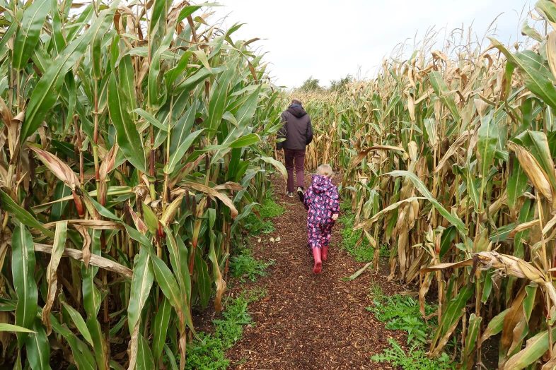 National Forest Adventure Farm - Mummy Maize Maze