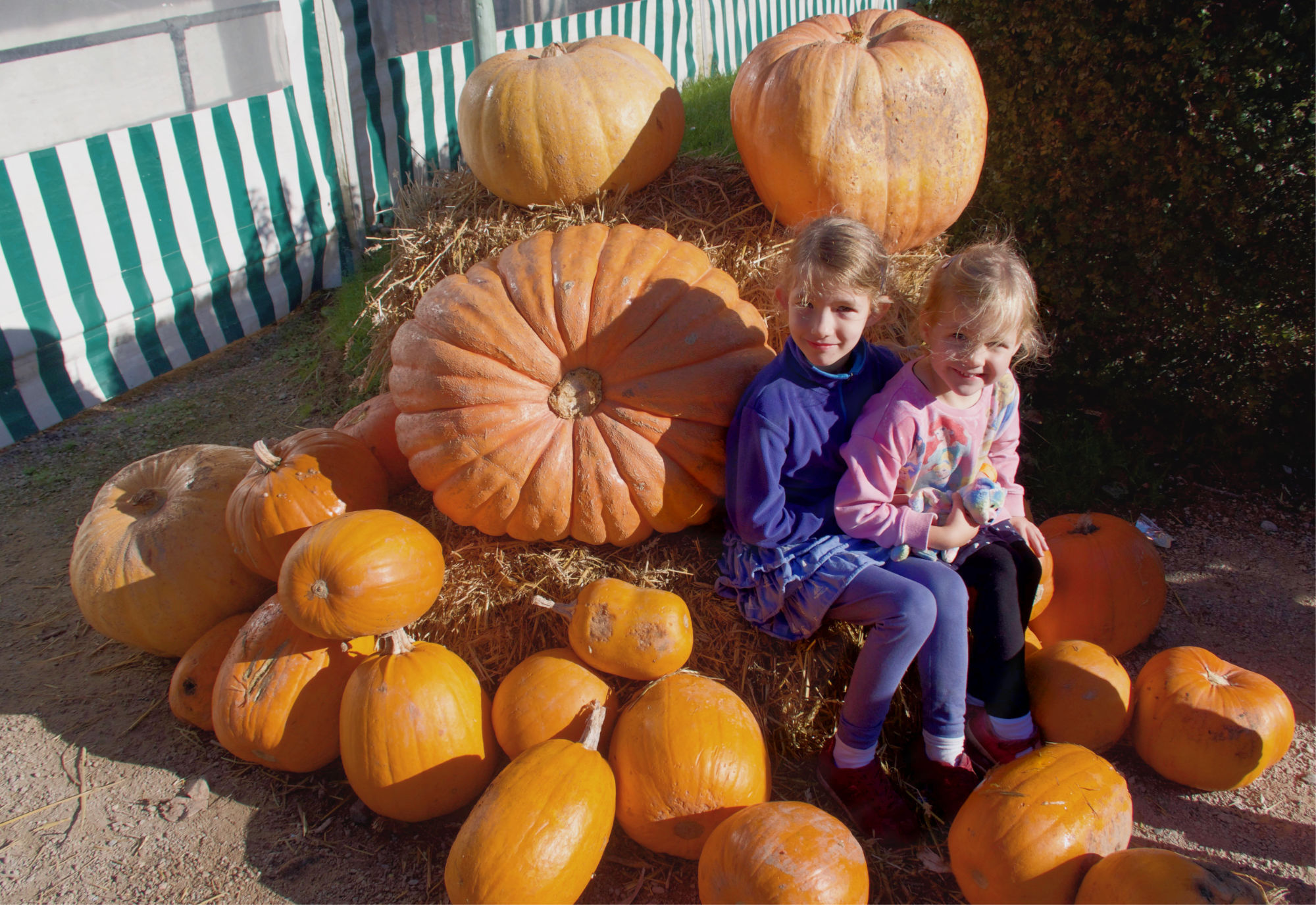 Pumpkin Week at Hatton