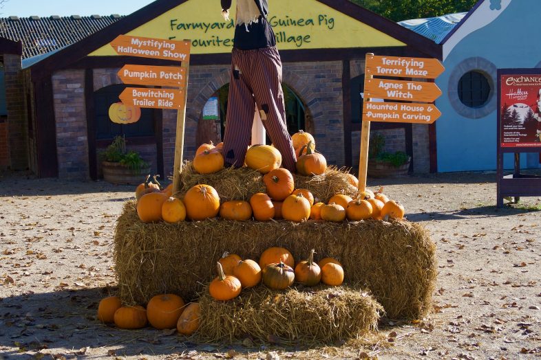 Pumpkin Week at Hatton
