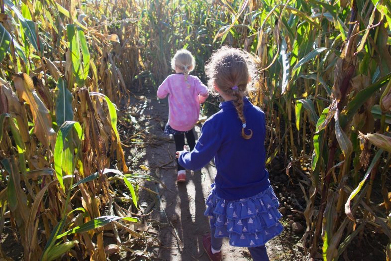 Maize Maze - Pumpkin Week at Hatton