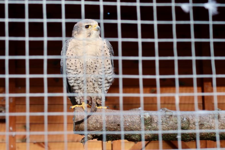 Falconry - Pumpkin Week at Hatton